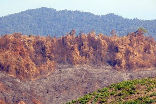 Sẽ khởi tố vụ cháy rừng phòng hộ tại Quảng Nam
