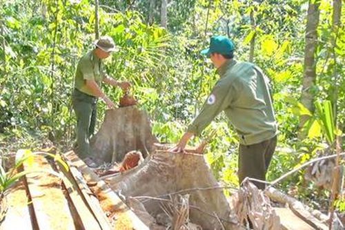Khởi tố vụ án hình sự phá rừng ở phía Tây Nam Phú Yên