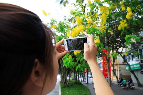 Sắc hoa mùa hạ trên đường phố Hà Nội