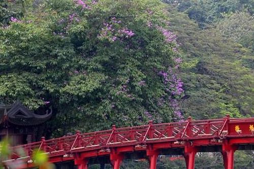 Bằng lăng nở tím ngắt khoảng trời từng góc phố Hà Nội