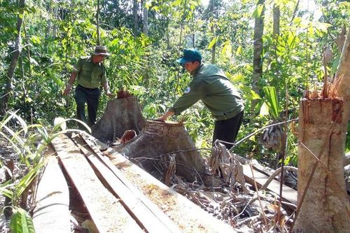 Khởi tố vụ lâm tặc mở đường để phá rừng ở Phú Yên