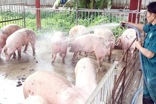 Tái cơ cấu chăn nuôi heo theo hướng an toàn sinh học