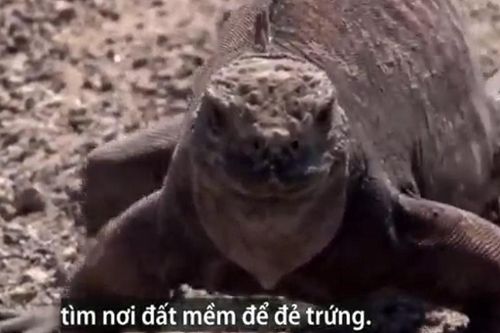 Kỳ đà trôi dạt vào bờ bị chim ưng tập kích
