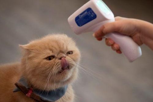 Mới! Mèo có thể lây SARS-CoV-2 cho mèo kể cả khi không xuất hiện triệu chứng