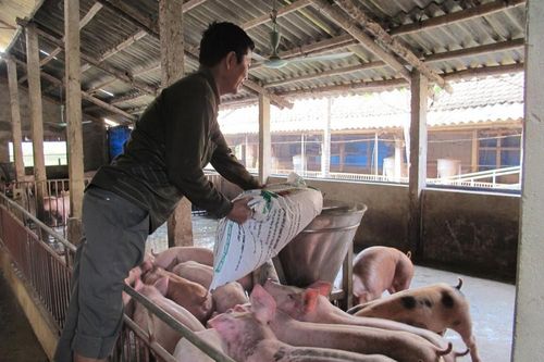 Ưu tiên hỗ trợ cho hộ chăn nuôi, trang trại, HTX tái đàn