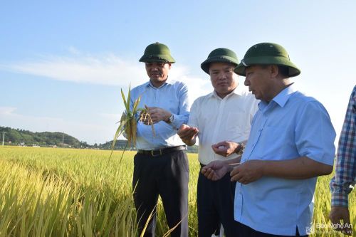 Phó Chủ tịch UBND tỉnh kiểm tra tiến độ thu hoạch lúa xuân