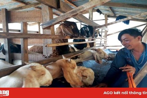 Làm giàu từ dê nhốt chuồng