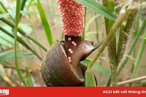 Ốc bươu vàng vẫn gây hại mạnh