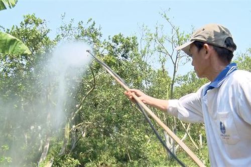 Nông dân Lai Vung áp dụng cách chữa bệnh lạ cho cây có múi