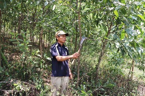 Làng Pốt thoát nghèo nhờ trồng rừng