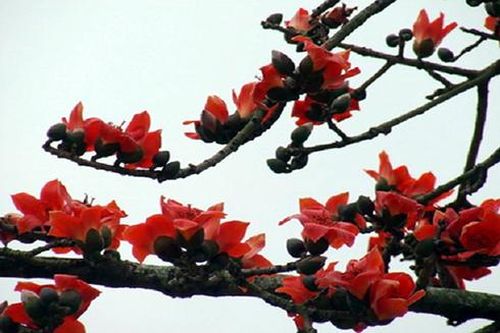 Hoa gạo và công dụng ít được biết đến