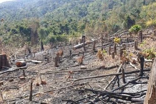 Rừng pơ mu ở Đắk Lắk liên tục bị tàn phá
