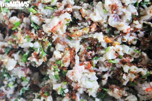 Độc đáo nghề săn kiến vàng ở Tây Nguyên