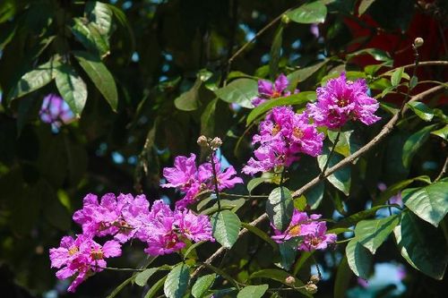 Bằng lăng phủ sắc tím lãng mạn lên phố phường Hà Nội