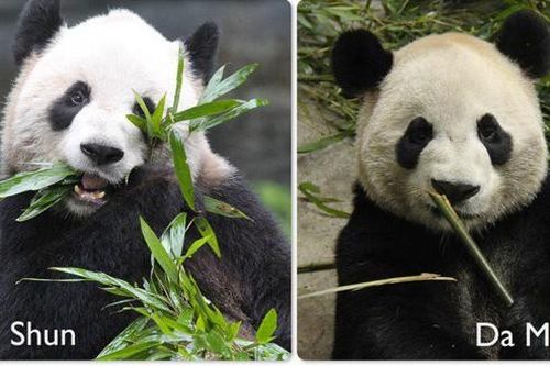 Vì sao Canada gửi lại Trung Quốc 2 gấu trúc khổng lồ?