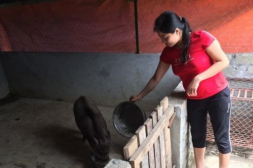 Nông dân Mỹ Đức 'treo chuồng' vì giá lợn giống cao