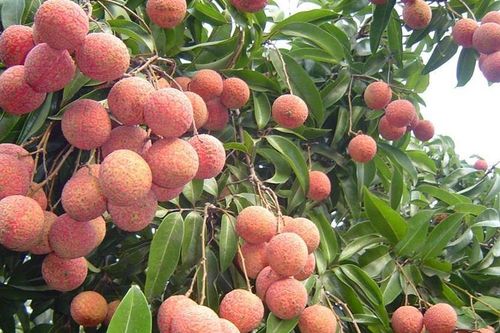 Rộn ràng mùa vải Bắc Giang