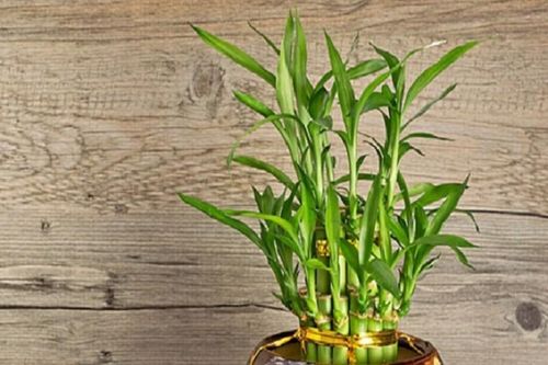 Loài cây mang đến sự may mắn, tài lộc, gia đình êm ấm