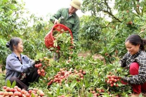 Vải thiều Việt Nam 'đắt hàng' trong mùa dịch Covid-19