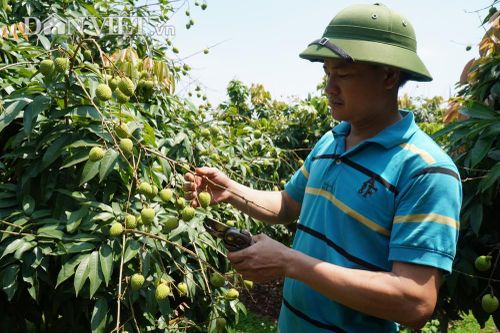 Thúc đẩy sớm xuất khẩu lô vải thiều đầu tiên vào Nhật Bản năm 2020