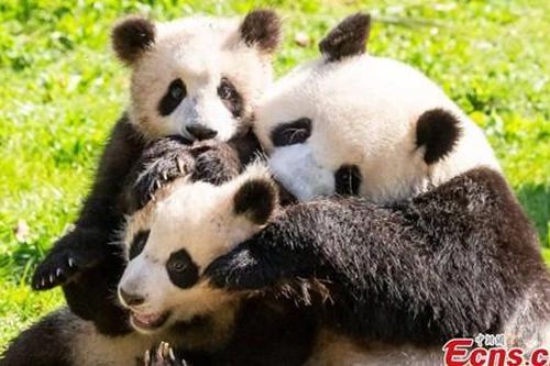 Trung Quốc xét nghiệm COVID-19 cho 'quốc bảo' gấu trúc