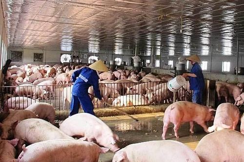 Thịt lợn đắt đỏ chưa từng có, tăng giá thách thức mọi 'lệnh' ép giảm