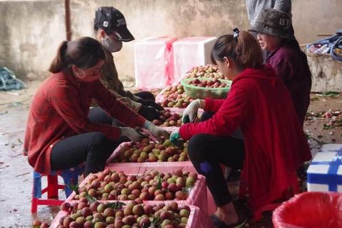 200 thương lái Trung Quốc đổ sang lùng mua vải thiều Việt Nam