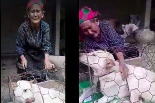 Nổi sóng mạng: Khoảnh khắc cụ bà H'Mông khóc vì phải bán chó khiến triệu người nghẹn ngào
