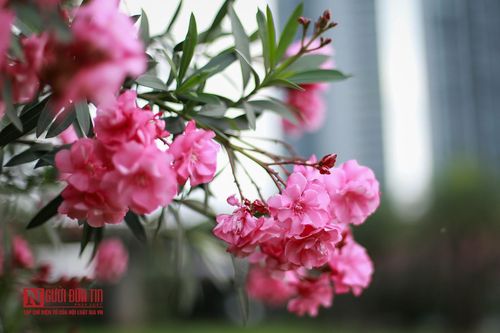 Hoa trúc đào nở rộ dọc đại lộ Thăng Long
