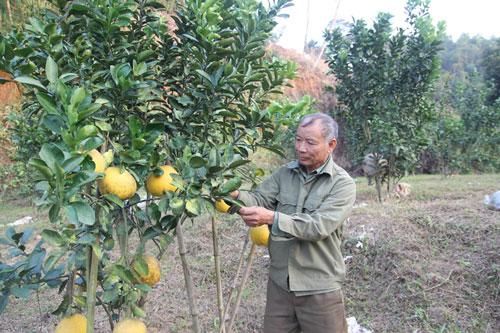 Thái Nguyên: Làm giàu nhờ mạnh dạn chuyển đổi cơ cấu cây trồng