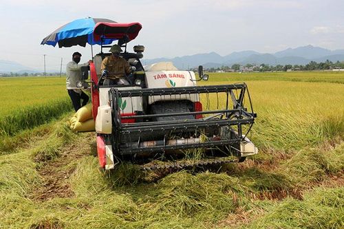 Vụ đông xuân thắng lợi nhờ sự chủ động