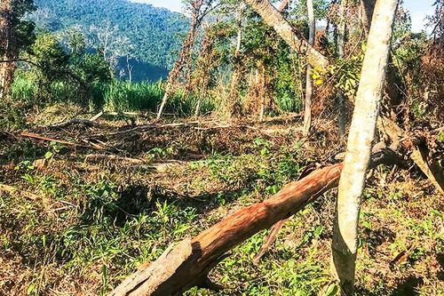 Nạn lấn chiếm đất rừng làm rẫy: Ngày càng phức tạp