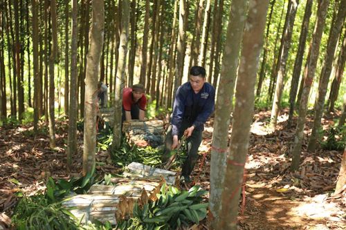 Người dân Bảo Yên thu tiền tỷ từ cây quế