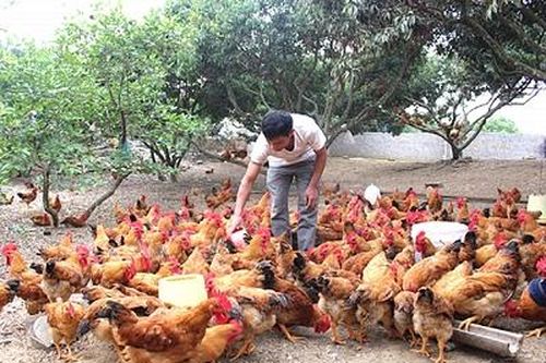 Giá gia cầm đang tăng dần