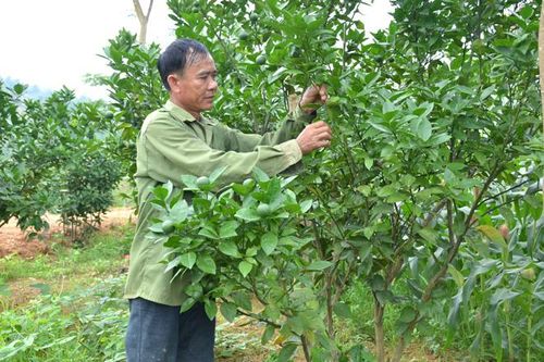 Làm giàu từ kinh tế V-A-C-R