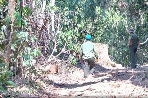 Khởi tố vụ án phá rừng ở phía Tây Nam Phú Yên