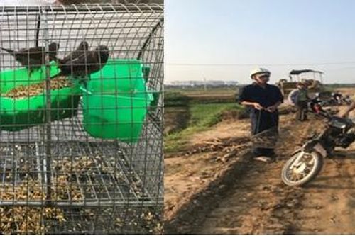 Báo động tình trạng dùng lưới 'tàng hình' đánh bẫy động vật hoang dã