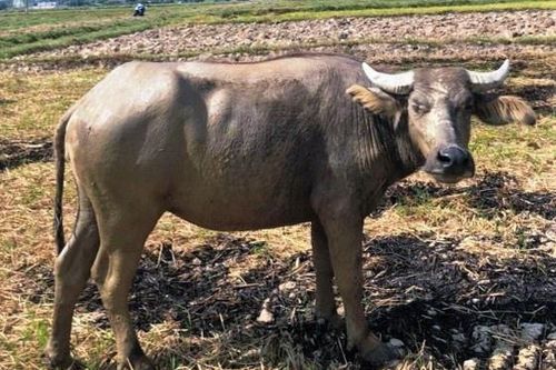 Trộm trâu hàng xóm chưa kịp bán đã bị bắt