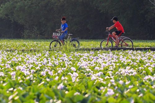 Mùa hoa lục bình tím