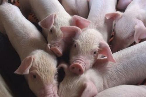 Giá heo hơi hôm nay 16/5: Vẫn duy trì ở mức cao, có nơi lên tới 95.000 đồng/kg