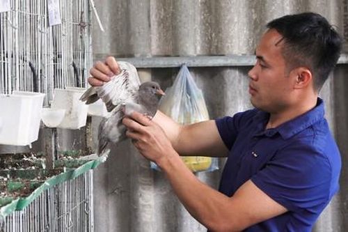 Nuôi chim bồ câu kiếm 3 tỷ đồng mỗi năm