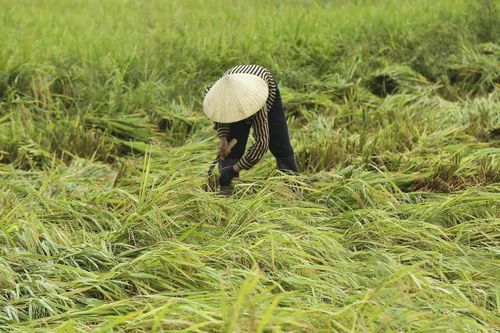 Nhiều diện tích lúa đang thu hoạch ở Điện Biên hư hại do giông lốc