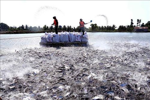 Cơ hội bứt phá cho cá tra - Bài cuối: Giải pháp tổng thể