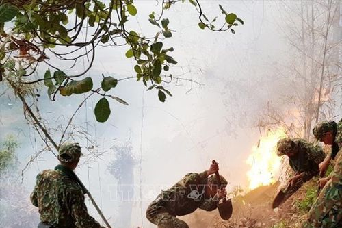 Tập trung dập tắt cháy rừng ở huyện Hòn Đất, Kiên Giang