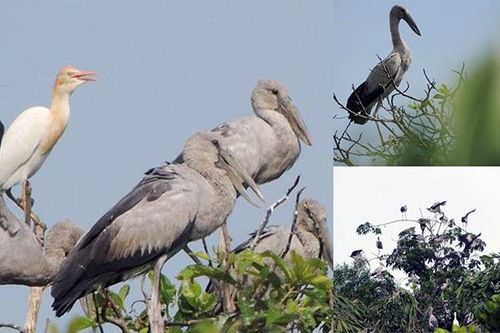 Kỳ lạ, vườn cây bỏ hoang của lão nông miền Tây có hàng nghìn con cò quý hiếm