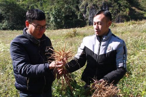 Hà Giang: Hiệu quả từ mô hình trồng cây Đương quy