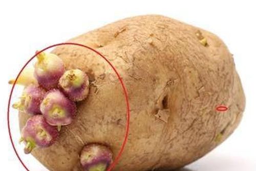 Những loại củ mọc mầm tuyệt đối không nên ăn