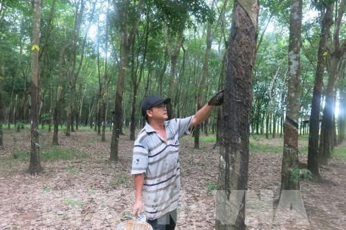 Mở rộng diện tích cao su được quản lý bền vững và cấp chứng chỉ rừng