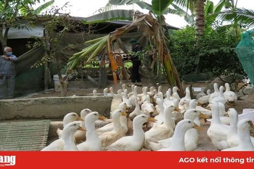 Phú Tân: Hội thảo mô hình nuôi vịt siêu nạc Grimaud