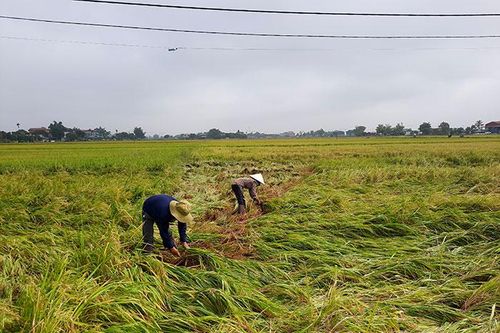 Mưa đá, giông lốc gây thiệt hại khoảng 20,5 tỷ đồng tại huyện Điện Biên